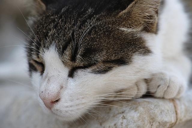 猫咪呕吐不要急着喂药，掌握这5步观察法安全护理