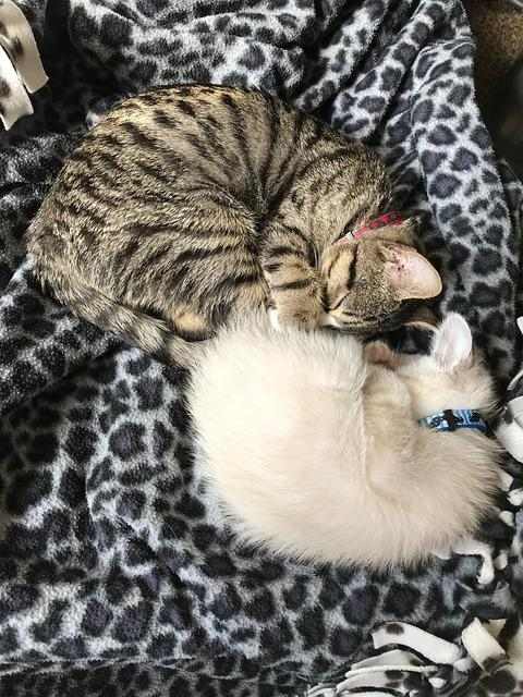 多猫家庭集体呕吐拉稀的原因