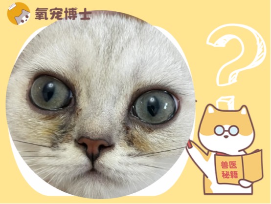 猫咪眼睛流泪有黄褐色分泌物