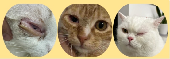 猫咪眼睛有黄褐色分泌物