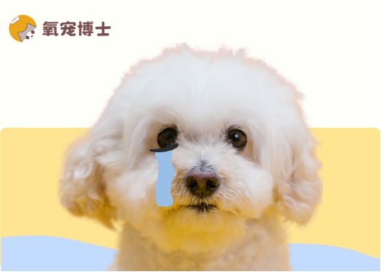 狗狗总流眼泪怎么回事？科学分析流泪原因及护理方法