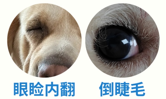 狗狗总流眼泪怎么回事?