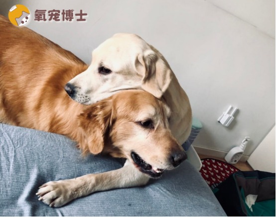 狗狗打架被咬伤怎么办？