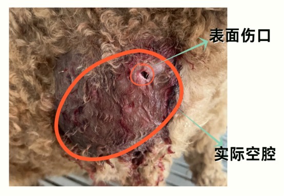 狗狗打架被咬伤怎么处理伤口？