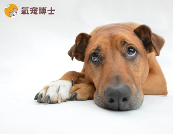 狗狗不吃不喝没精神呕吐