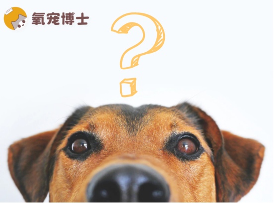 狗狗呕吐黄水泡沫