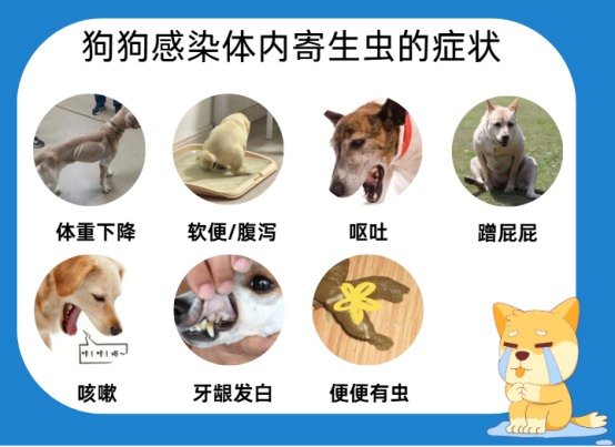 狗狗呕吐黄水泡沫怎么回事？