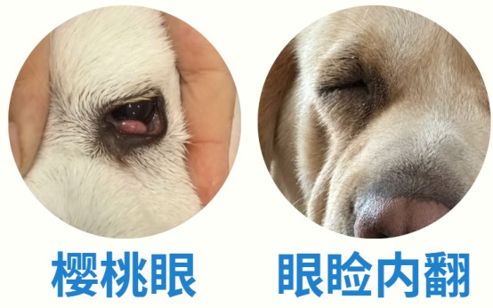 狗狗眼睛发红是怎么回事？