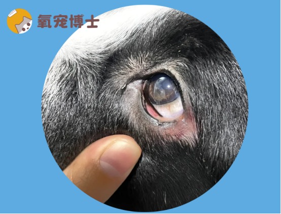 狗狗一只眼睛发红