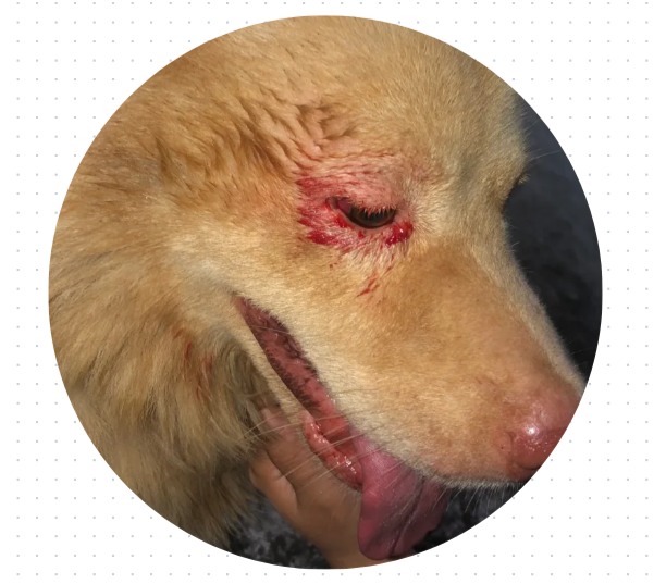 狗狗眼睛受伤