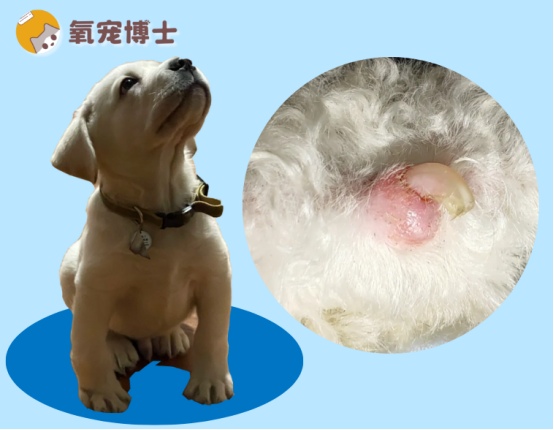 狗狗脚趾红肿能自愈吗