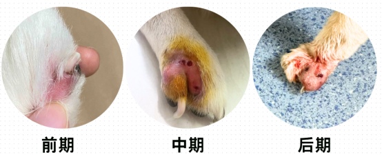 狗狗脚趾发炎