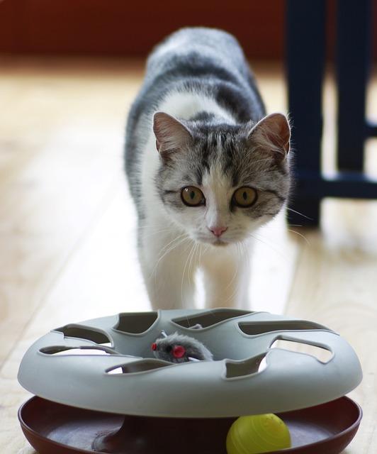 猫咪便血但精神好原因解析：出血部位决定严重程度