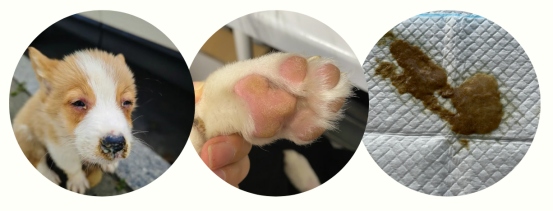 狗脚掌肉垫开裂怎么办