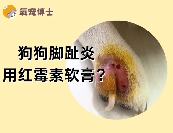狗狗脚趾炎用红霉素软膏有用吗？