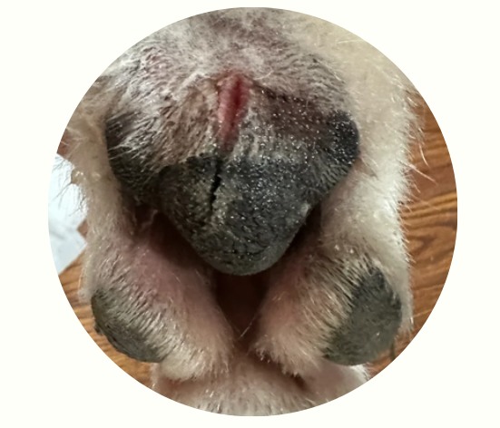 狗脚掌肉垫开裂用什么药