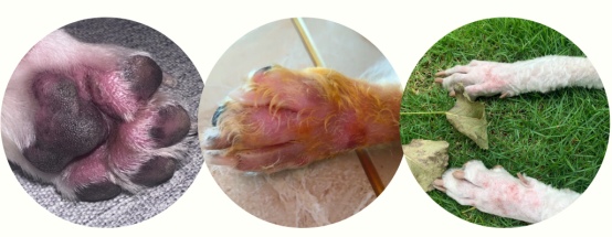 狗狗腿瘸了怎么处理？