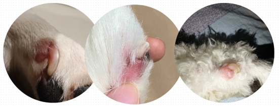 狗狗甲沟炎用什么药好？