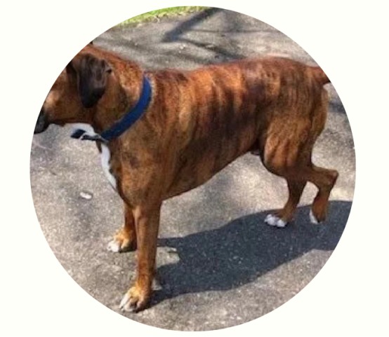 狗狗突然腿瘸了