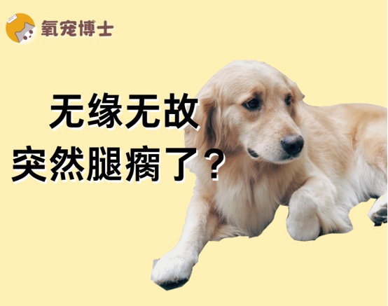 狗狗无缘无故腿瘸