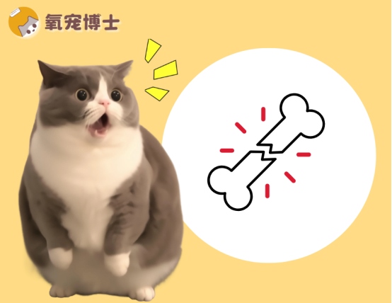 猫骨折了会自愈吗？