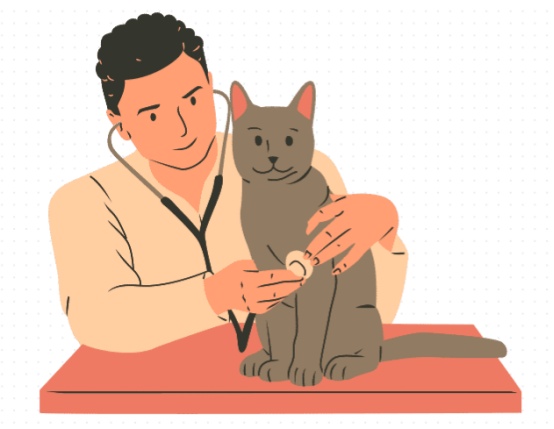 猫咪骨折怎么办？