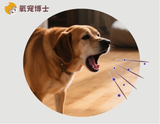 狗狗间歇性干咳干呕