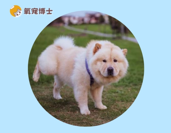 狗狗髌骨脱位怎么自测