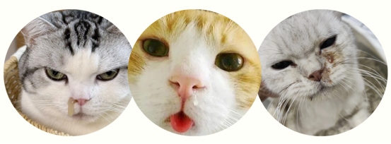 猫咪感冒嗓子哑了