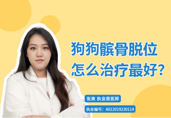 狗狗髌骨脱位怎么治疗最好？