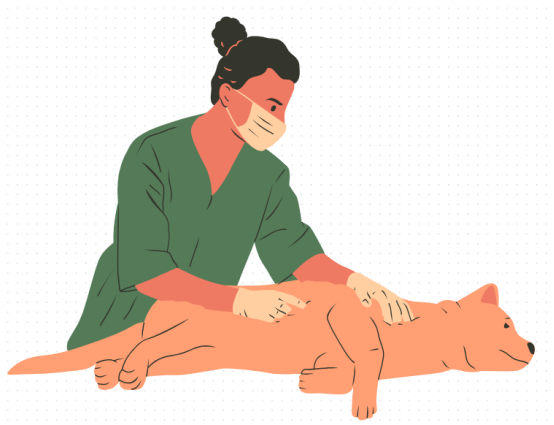 狗狗髌骨脱位的治疗方法