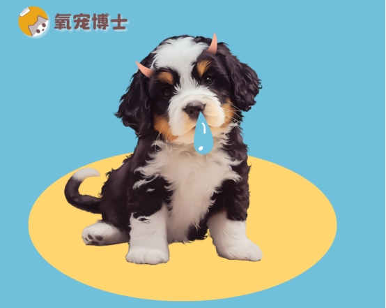 2个月狗狗流鼻涕了怎么办？