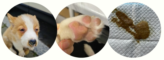 2个月狗狗流鼻涕怎么回事？