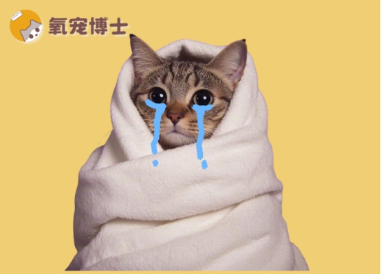 猫咪感冒了用什么药好？
