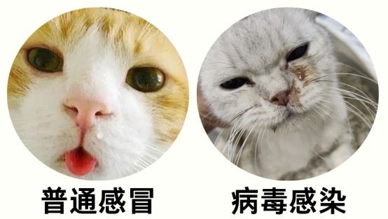 猫咪感冒了吃什么药？