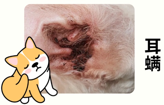 小狗耳朵痒一个劲挠怎么回事
