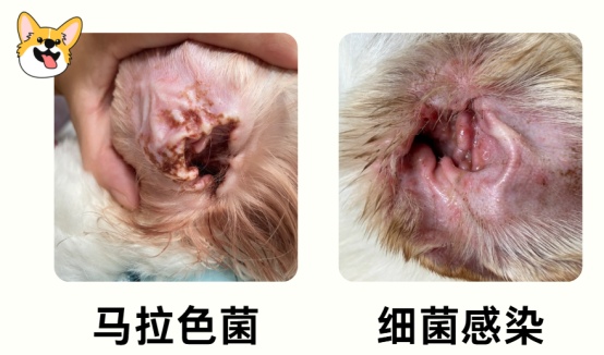 小狗耳朵痒一个劲挠的原因