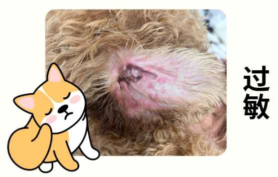 小狗耳朵痒一个劲挠怎么办