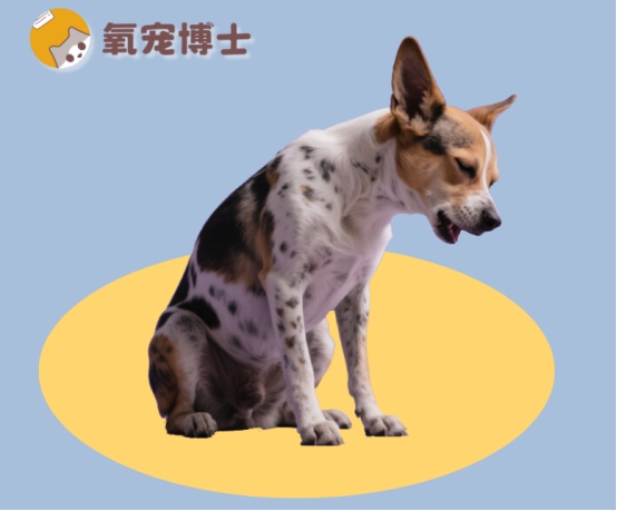 狗狗一直咳嗽干咳怎么回事？