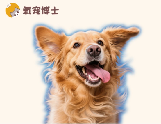 狗狗总是摇头甩耳朵是怎么回事？