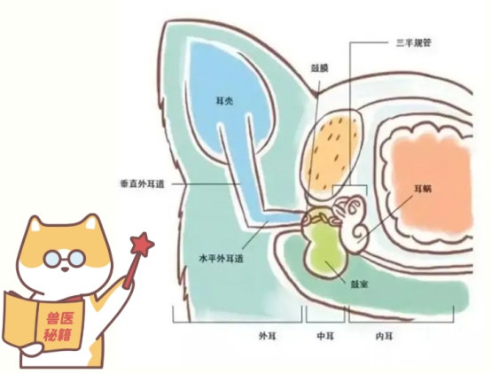 狗狗总是摇头甩耳朵