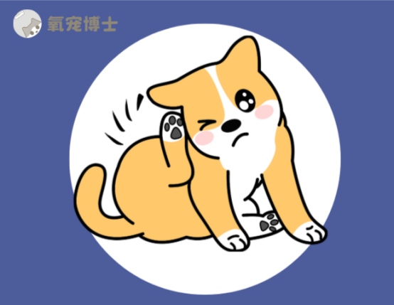 小狗耳朵痒一个劲挠