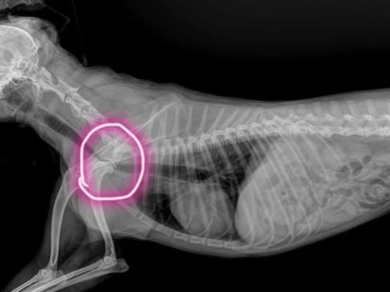 狗狗气管塌陷一直干咳