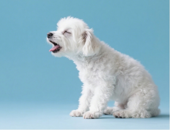 狗狗一直咳嗽怎么办？