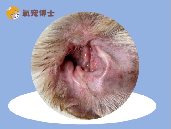 狗狗中耳炎治疗方法详解：药物选择与护理要点