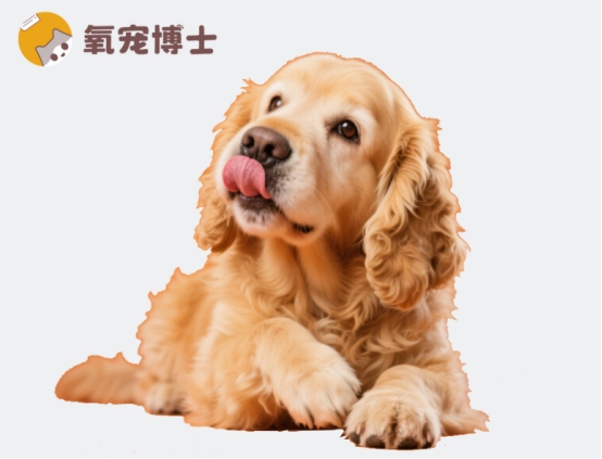 狗狗耳螨怎么去除？