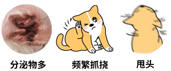 狗狗耳螨