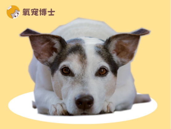 狗狗耳螨怎么治？