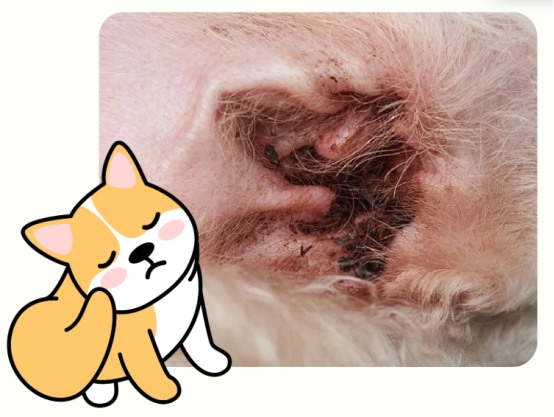 狗狗耳螨用什么药？