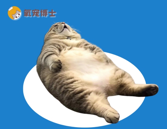 猫尿血是什么原因导致的
